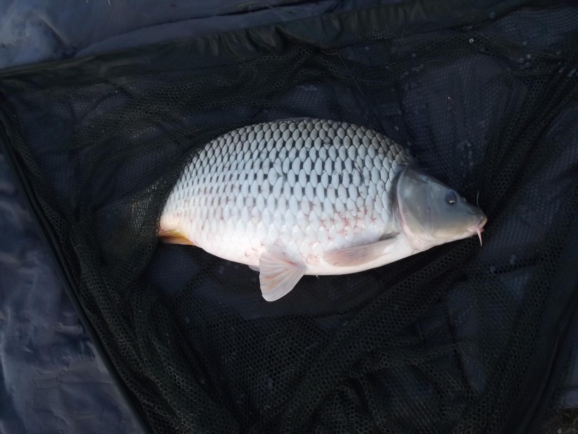 pescuit M.Vlasiei  2012 - dscf0298.JPG